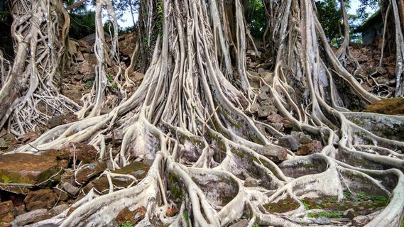大型树根自然摄影