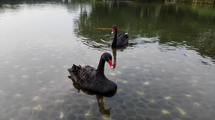 两只黑天鹅浮水图片