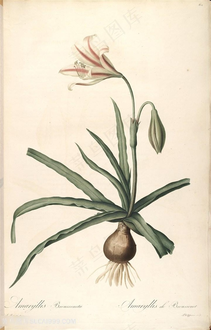 雷杜德原版高清花草花卉兰花复古插画