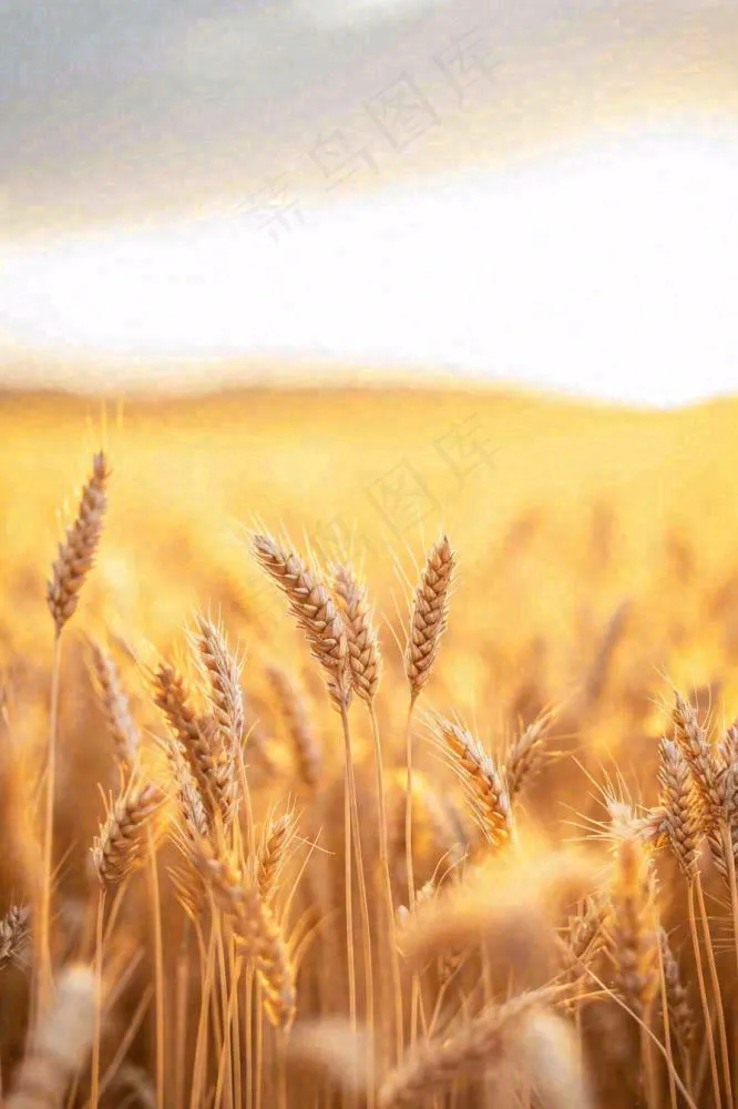 秋天收获小麦收割落日，秋分芒种小满粮食摄影图(896x1344)