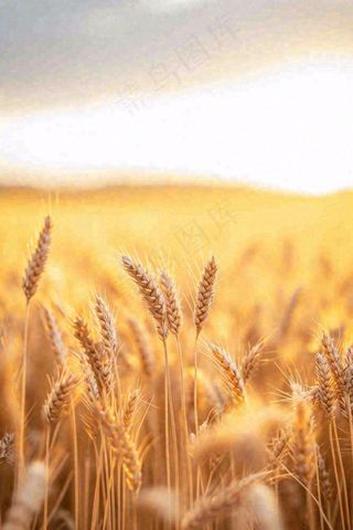秋天收获小麦收割落日，秋分芒种小满粮食摄影图