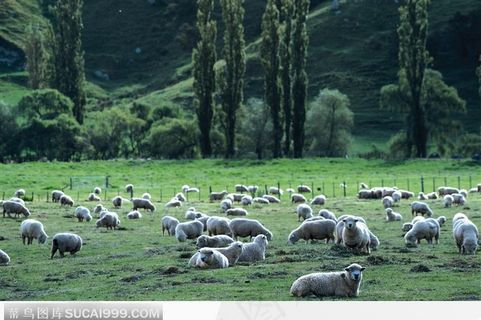 草地上零散的羊