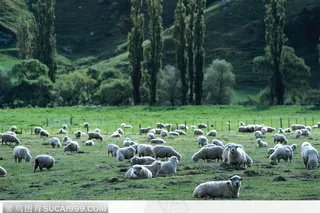 草地上零散的羊