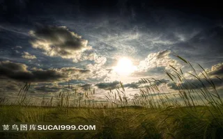 夕阳下的芦苇草