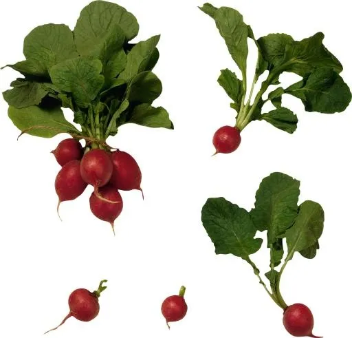 萝卜 PNG免抠(1449x1392)