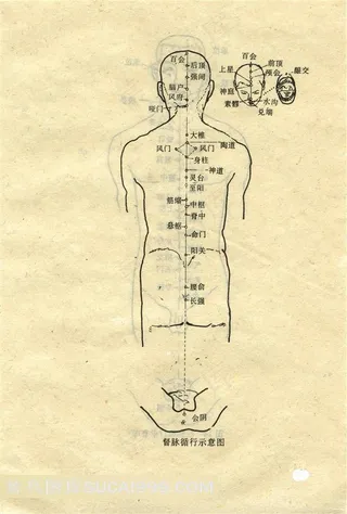 督脉循行示意图