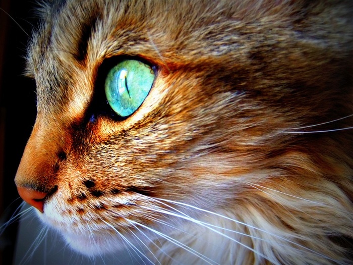 可爱的宠物猫素材摄影