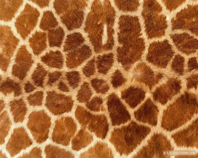 动物毛皮材质背景高清