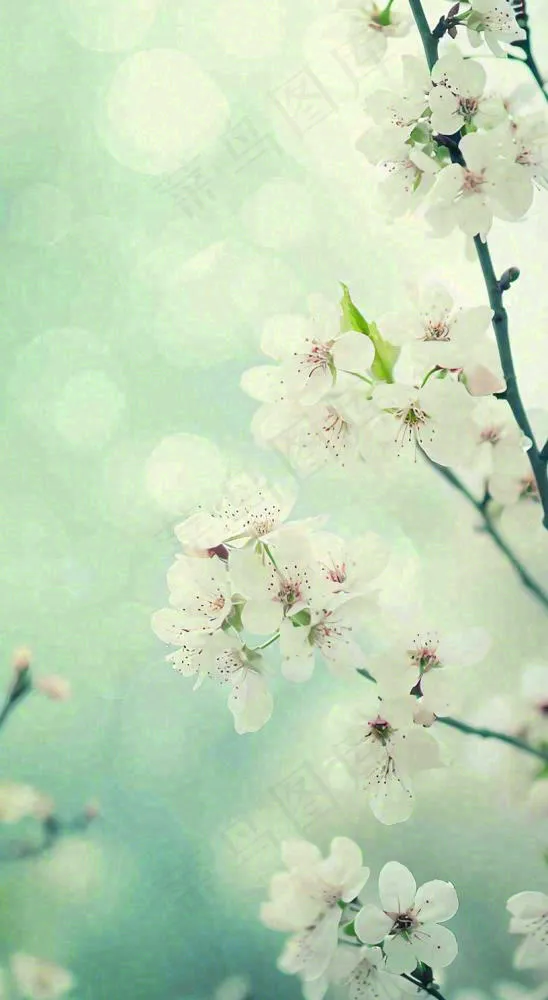 春天开满枝头的白色樱花花朵立春惊蛰春分摄影图(816x1488)