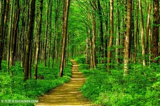 美丽的树林道路景色