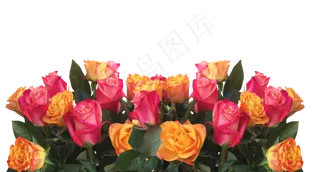 玫瑰, 花, 自然, 花园, 浪漫的