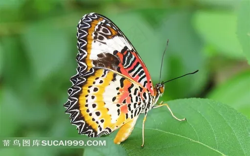 漂亮的花蝴蝶摄影素材
