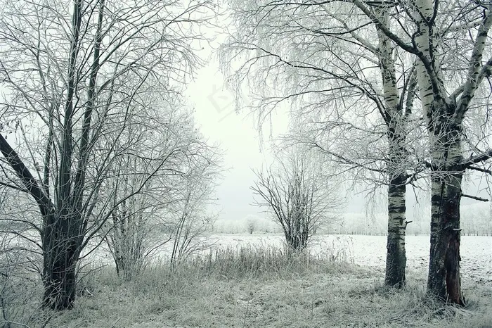 冬季的几排树林