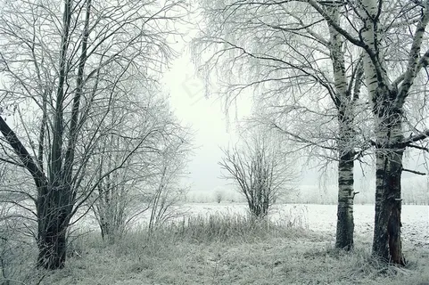 冬季的几排树林