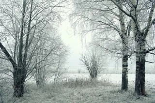 冬季的几排树林