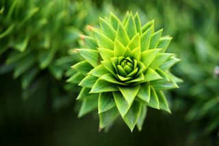 绿色多肉植物图片