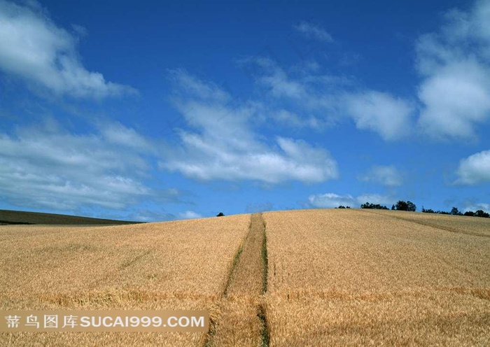 陆地旷野灰色的麦子