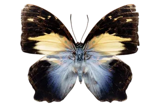 蝴蝶 彩蝶 花蝴蝶 动物 昆虫 免抠