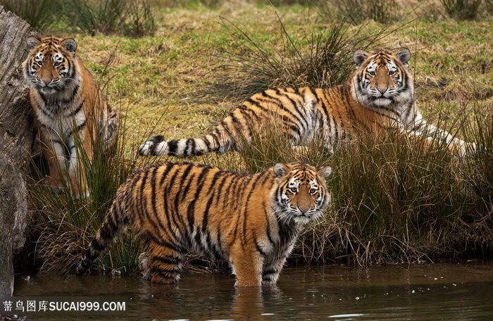 河边三头华南老虎图片