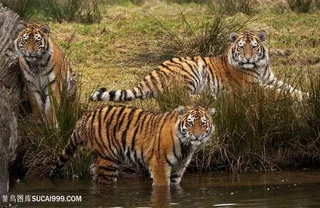 河边三头华南老虎图片