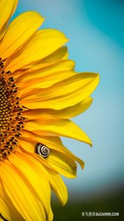 向日葵微距摄影图片