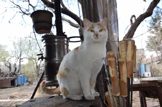 呆萌宠物猫咪图片