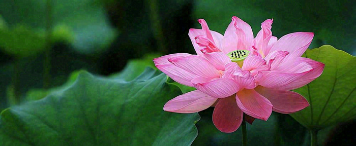 夏天荷花荷花池荷叶，处暑小暑大暑夏至立夏摄影图(1712x704)