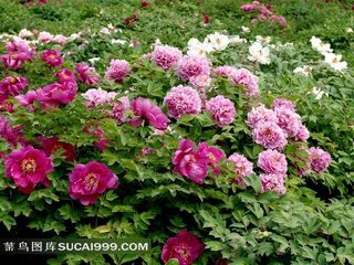 高清盛开的牡丹花图片下载