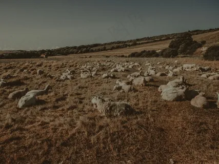 草原上的绵羊图片 草原上的绵羊图片