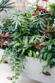 绿色花草植物盆栽图片 绿色花草植物盆栽图片