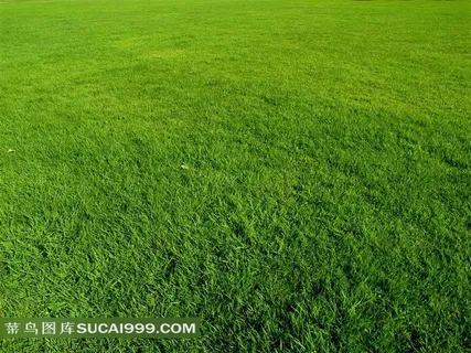 绿色草地背景图片下载素材 绿色草地背景图片下载素材