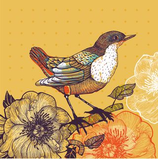 手绘 插画鸟 画眉鸟