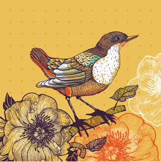 手绘 插画鸟 画眉鸟