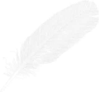 羽毛 PNG免抠