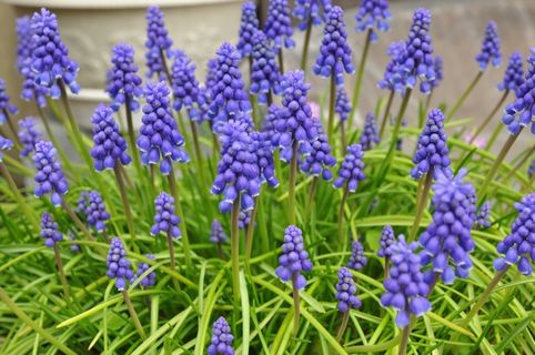 漂亮葡萄风信子图片