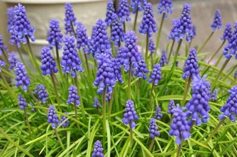 漂亮葡萄风信子图片