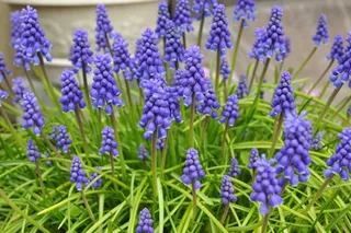 漂亮葡萄风信子图片