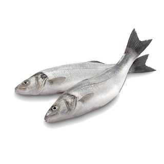 鱼类(3)海鲜超市商品红酒白底图免抠实物摄影png格式图片透明底