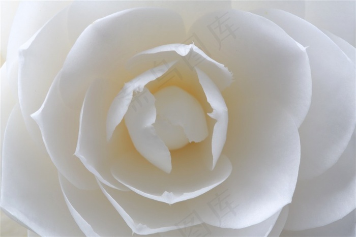 唯美粉色花朵特写素材