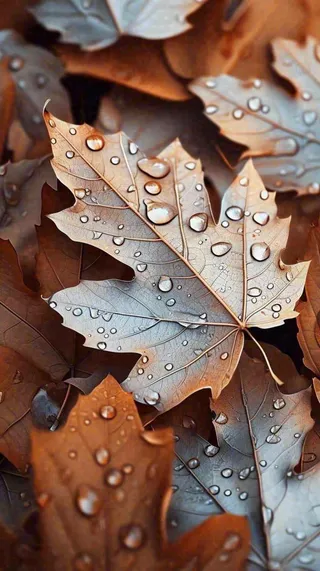 秋叶落叶雨水秋天，秋分