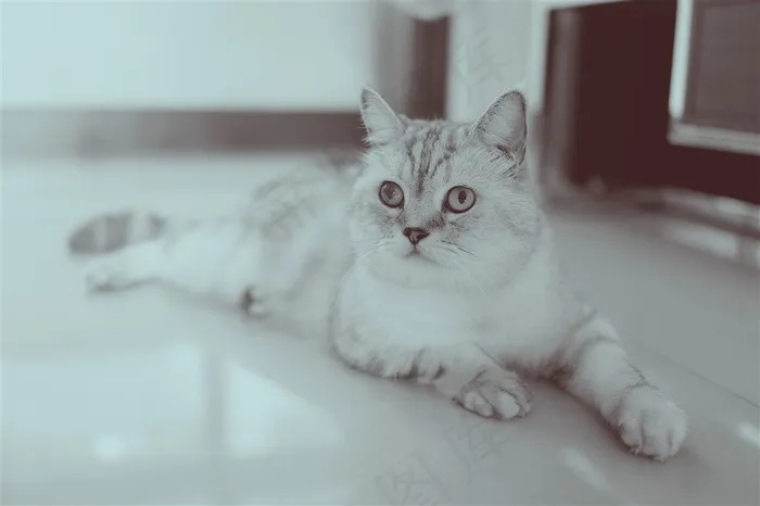 客厅里的猫咪