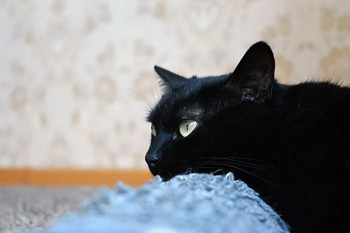 可爱猫咪 动物 素材 奶萌 (168)