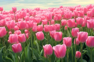 粉色郁金香花花海摄影图