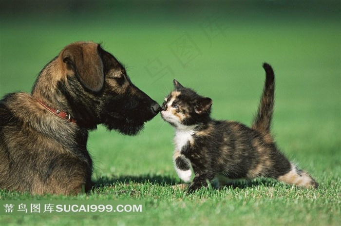 草地小猫小狗玩耍图片