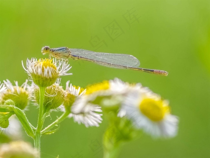 正在赏花的豆娘
