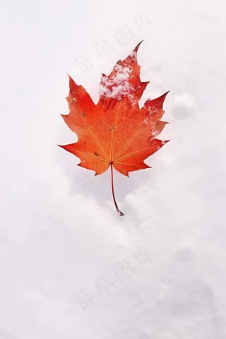 小雪简约清新冰雪秋叶节气海报背景