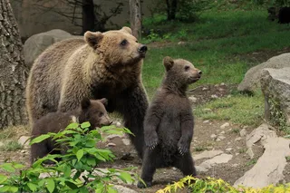 熊动物棕熊动物园野生动物狗熊