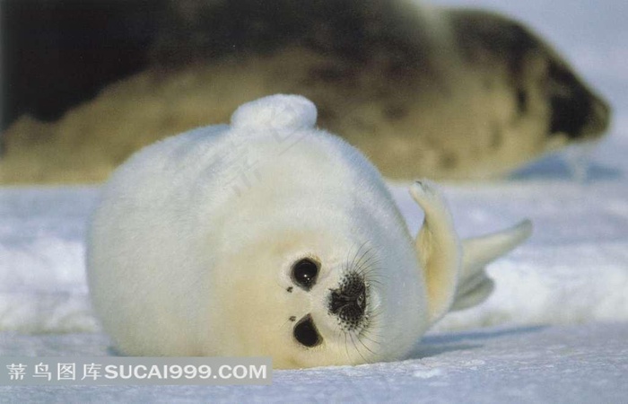 动物世界耍懒的小海狮