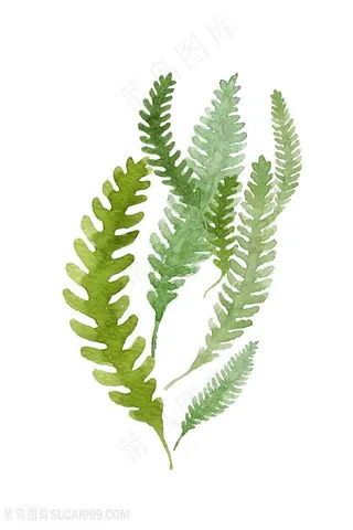 树叶绿叶植物装饰画