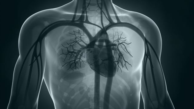 身体, 人类, 男子, 肺, 架构, 人